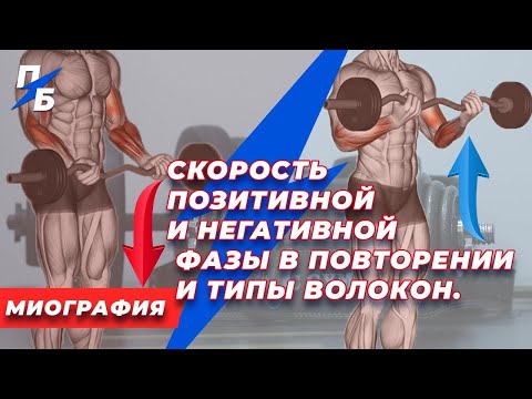 Видео: Медленные волокна. Быстрые волокна. Скорость позитивной и негативной фазы. Миография. Бодитюнинг 45