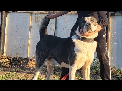 Видео: Пк Кызыл-Жар /  Пк Науалы вл.Ержан вл.Арман агалар