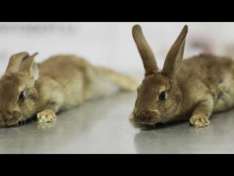 Видео: Вакцинация кроликов против миксоматоза и ВГБК вакцинами Раббивак