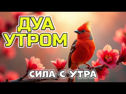 Видео: ДУА УТРОМ — ЭТО МОЛИТВА УВЕРЕННОСТИ 💪📖