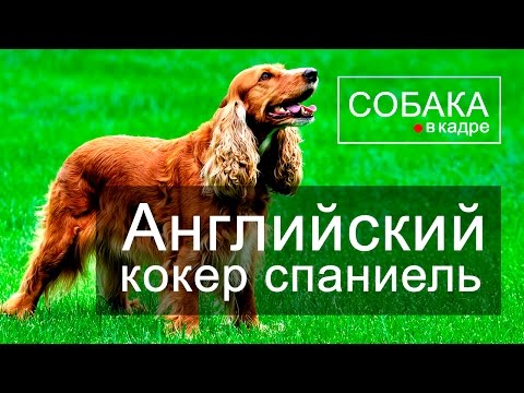 Видео: Английский кокер спаниель. Энциклопедия пород собак.