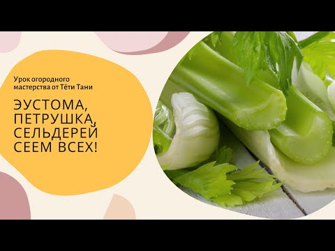 Видео: 681. Лизиантус или Эустома. И какой сельдерей сеем под зиму?