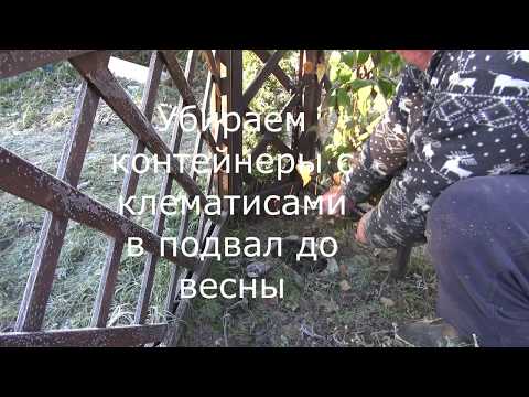 Видео: Как сохранить корни крупноцветковых клематисов до весны.