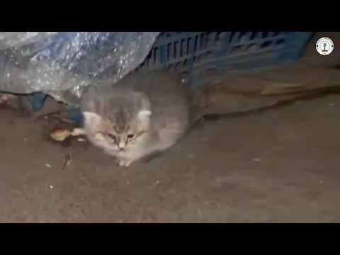 Видео: Никто не заботился о его страданиях, он молча плакал, пока его не спасли объятия.