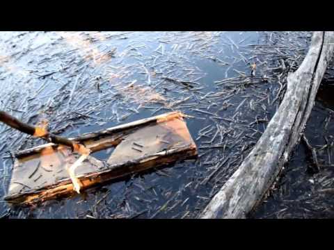 Видео: Плотик для отлова ондатры
