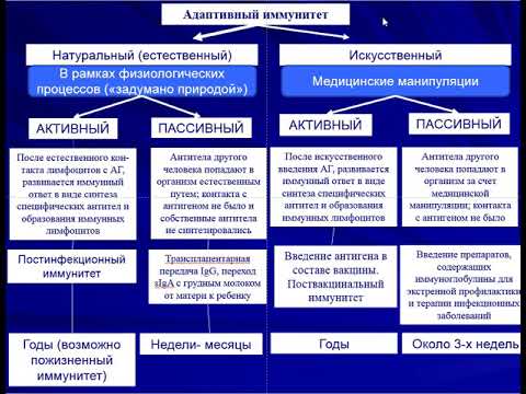 Видео: Адаптивный иммунитет. Органы иммунной системы.