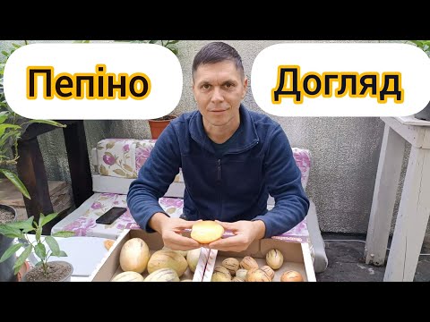Видео: Пепіно взимку, як зберегти щоб мати гарний врожай на наступний рік.
