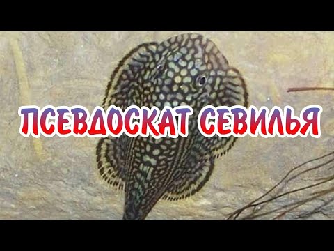 Видео: ПСЕВДОСКАТ СЕВИЛЬЯ.СОДЕРЖАНИЕ В АКВАРИУМЕ