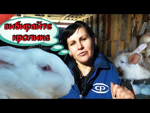 Видео: Кролики термонці. Продам кроликів. Підбираємо кролів.