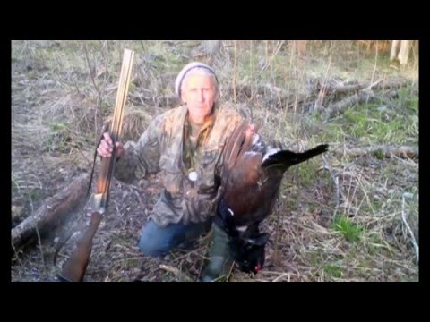Видео: ОХОТА НА ГЛУХАРИННОМ ТОКУ