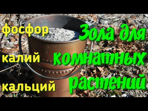 Видео: Польза золы для цветов! Как проводить подкормки. Использование золы для комнатных растений!