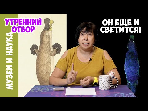 Видео: УТКОНОС: новые открытия. Наталья уткоНосова