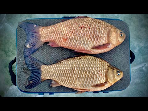 Видео: Ловля КАРАСЯ в ФЕВРАЛЕ! Не хочет   заставим!
