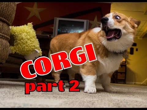 Видео: Corgi compilation. Funny and cute. Очаровательные Корги! Милые и смешные!