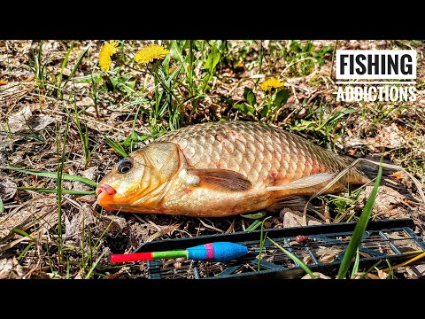 Видео: Відкрив сезон карасем на 850г. Підводна зйомка