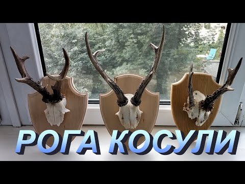 Видео: Рога косули на медальоне на стену, как очистить рога косули и как отбелить череп косули