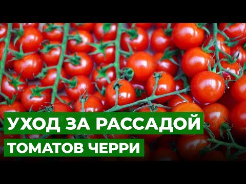 Видео: МОДНЫЕ ТОМАТЫ ЧЕРРИ НА БАЛКОНЕ | Пересадка и подкормка рассады помидоров черри