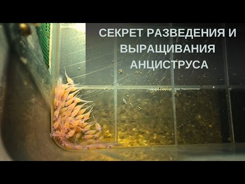 Видео: Секрет разведения и выращивания анциструса. Как нерестить анциструса?