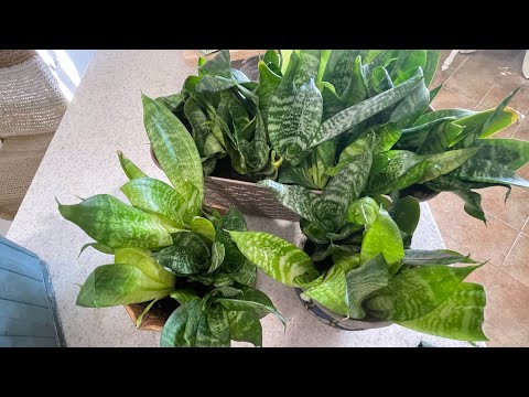Видео: Подмерзла Сансевиерия Ханни. Пересадка, уход.