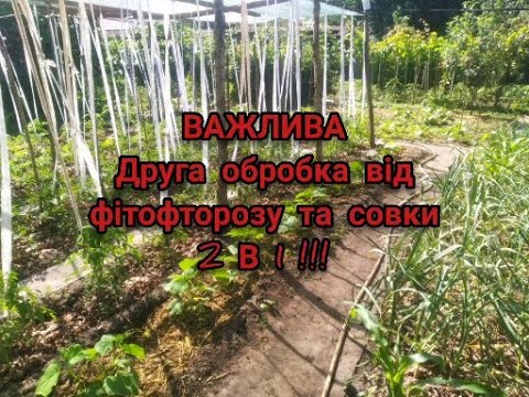 Видео: ДРУГА ВАЖЛИВА ОБРОБКА ТОМАТІВ,ПЕРЦЮ ТА БАКЛАЖАНІВ ВІД ФІТОФТОРОЗУ ТА СОВКИ-2 В 1 !!?