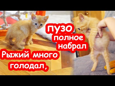 Видео: Пять котят есть хотят