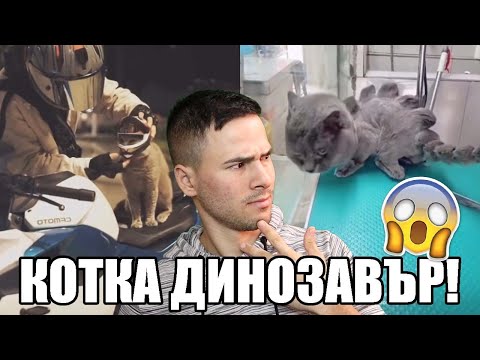 Видео: НАЙ-БРУТАЛНИТЕ КОТКИ В TIK TOK! 😻