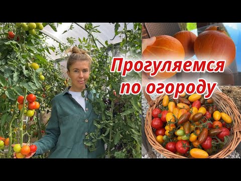 Видео: Обзор моего огорода на конец лета
