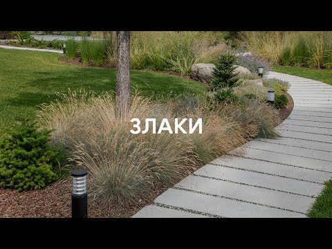 Видео: Лучшие злаки для вашего участка 🌾