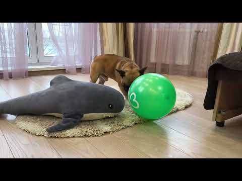 Видео: Не только спит #французскийбульдог #собакаприколы #собака #бульдоги #игрыссобакой #funnydogvideos 