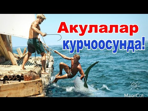 Видео: 101 күн акулалардын курчоосунда калышты!#кыска #кыргызча #кино