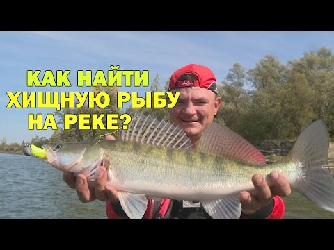 Видео: Рыбалка.Трофей среди карандашей. Где искать судака и щуку на большой реке?