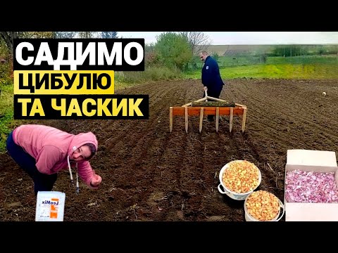 Видео: Осіння посадка цибулі та часнику на зиму, які Сорти саджаємо. Життя в селі 