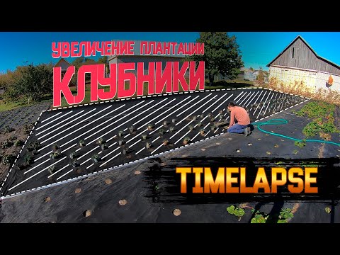Видео: Timelapse | Увеличение плантации клубники.