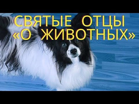 Видео: Святые отцы о животных