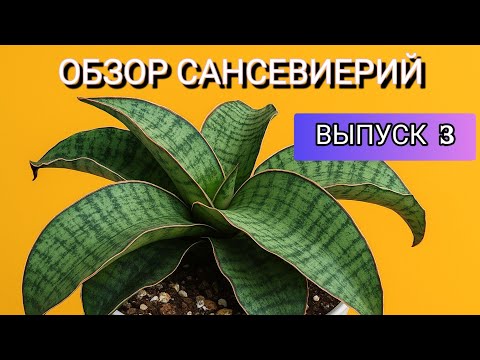 Видео: Обзор коллекции сансевиерий. Выпуск 3. В видео представлены редкие коллекционные сансы!