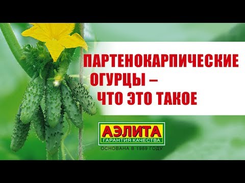 Видео: Партенокарпические огурцы, ГИБРИДЫ И ГМО!