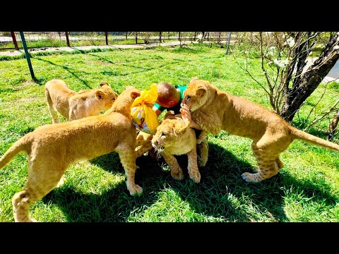 Видео: Симба, Асада и Шерхан ПРОСТО НАБРОСИЛИСЬ на Олега Зубкова, а Миранда им помогла!