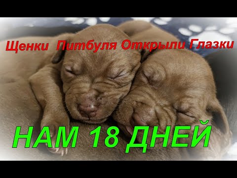 Видео: Щенки Питбуля Открыли Глазки!!!Уже 18 дней.