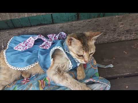 Видео: Кошечка Лисичка идёт в 1 класс! 