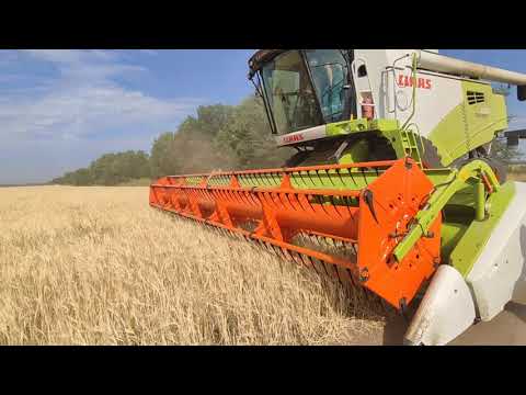 Видео: ООО "Аурис" 2022г. Уборка ярового ячменя.