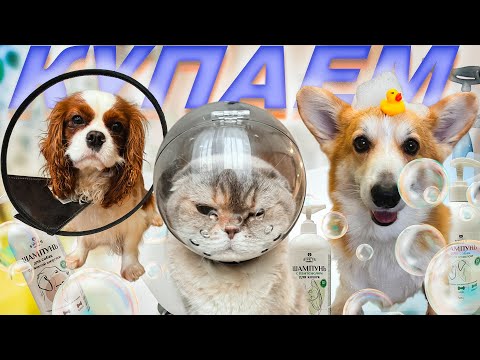 Видео: Купаем Корги Бентли и его друзей впервые в ванне с пеной