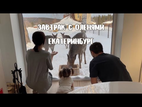 Видео: Завтрак с оленями | эко-ферма Аркуда | февраль 2024 | необычные места Екатеринбурга