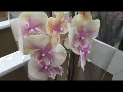 Видео: 22.12.2023г.  Предновогодняя поставка орхидей в Леруа Мерлен.