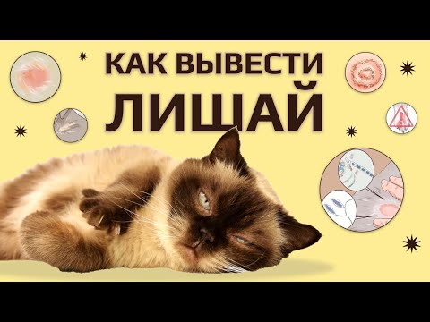 Видео: Лишай у кошек и котов 🐈 Как распознать и вылечить