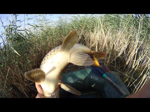 Видео: КАРП живёт в КАМЫШАХ (часть3) I КАК ПОЙМАТЬ КРУПНОГО КАРПА на ПОПЛАВОЧНУЮ удочку