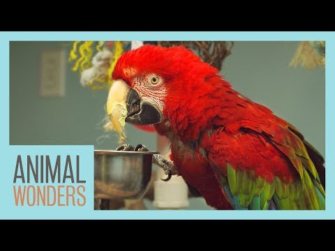 Видео: Ара! Что, Где, Как