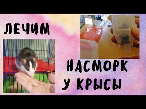 Видео: Лечим насморк у крысы | Крыса чихает что делать | Ингаляция крысе