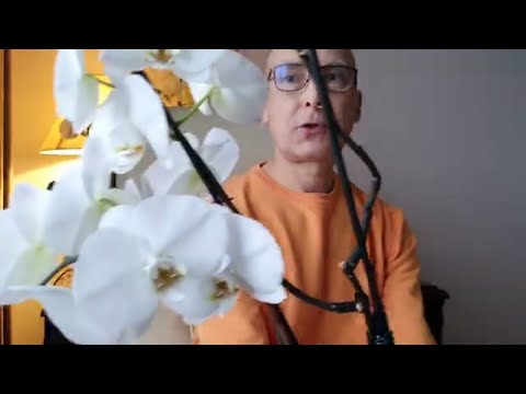 Видео: Подкормка орхидеи - это просто..Цветут без перерыва.