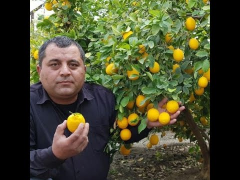 Видео: Иссикхоналарда лимон етиштириш