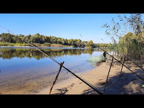 Видео: ЭТИ ЛАПТИ РАЗРЫВАЮТ МАКУШАТНИК! рыбалка на карася осенью 2021